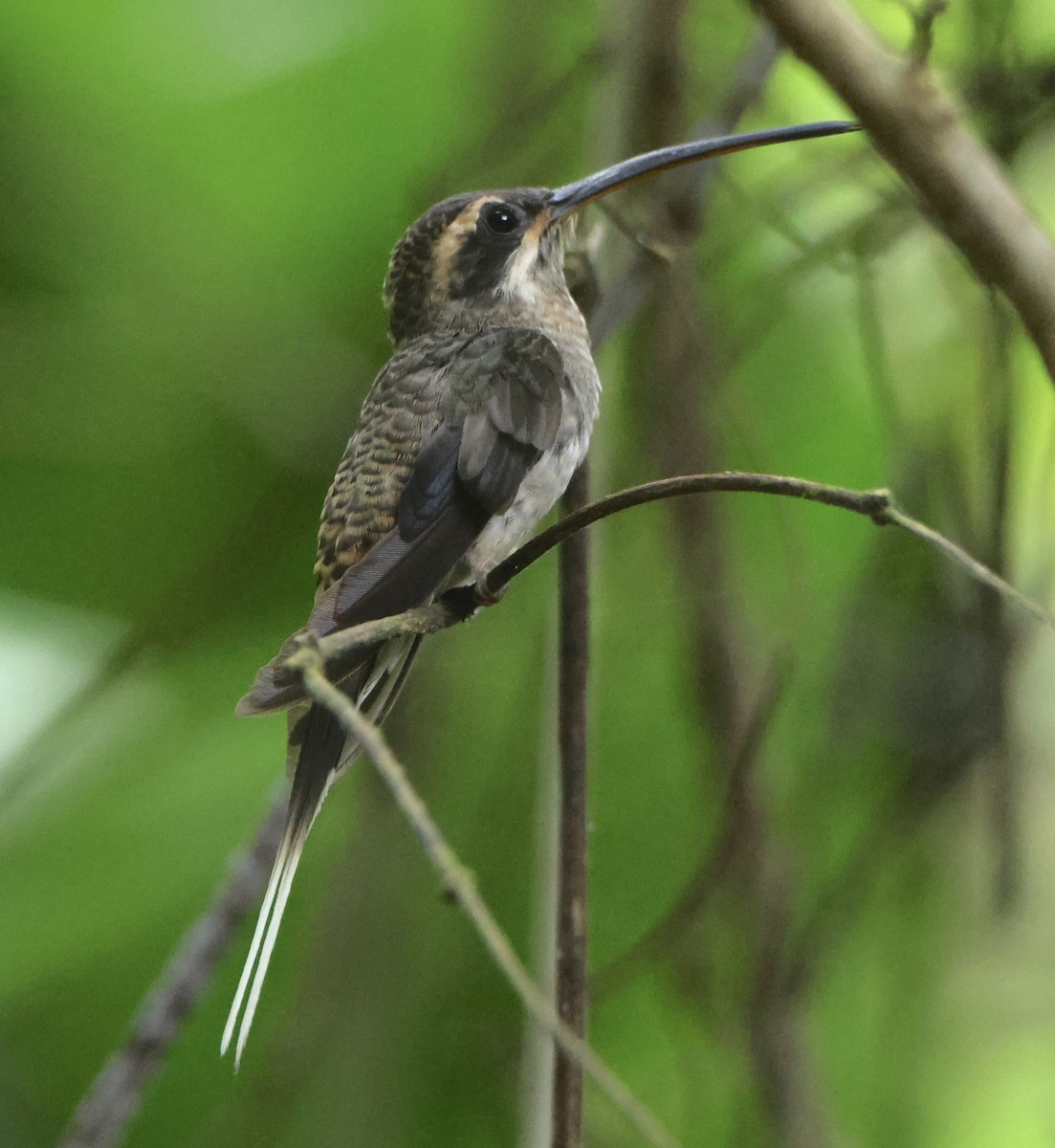 Long-billed Hermit - ML641365200