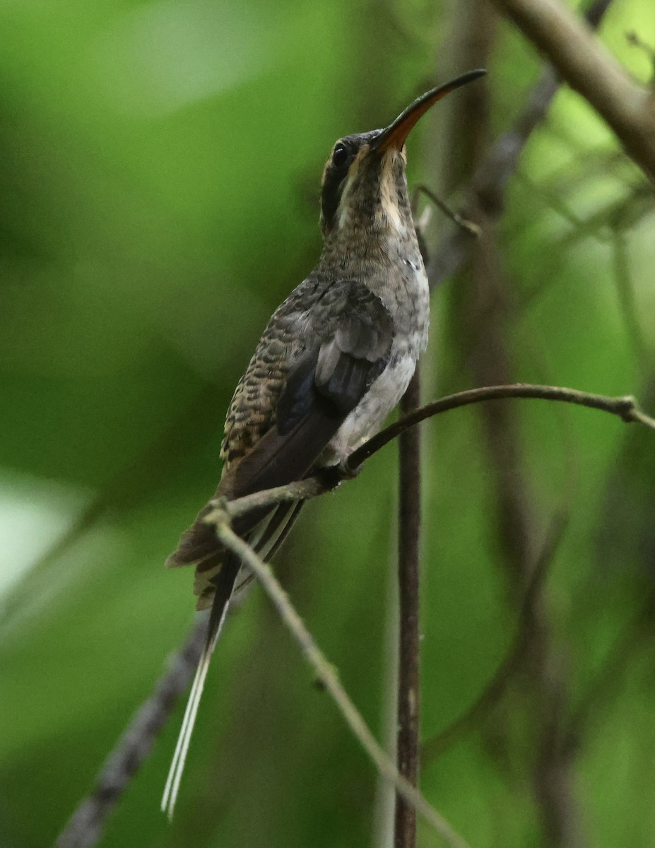 Long-billed Hermit - ML641365201
