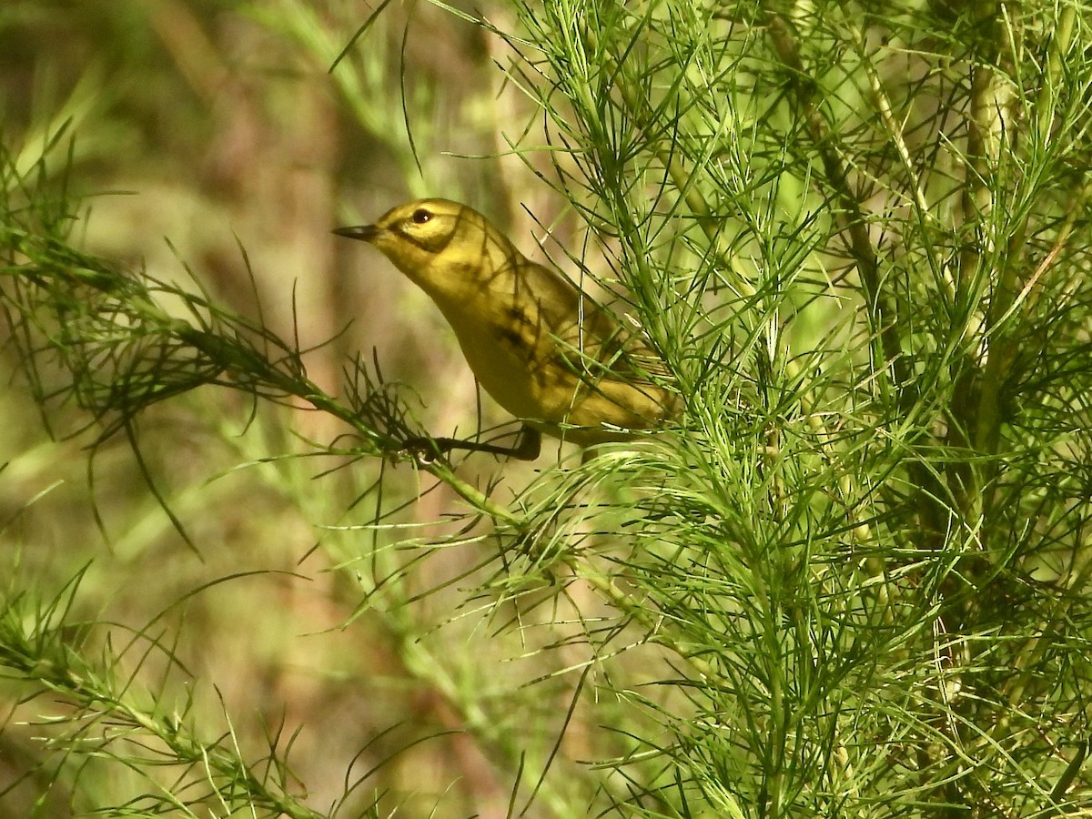 Paruline des prés - ML641365265