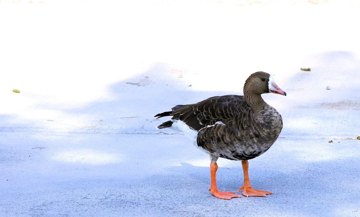 Greater White-fronted Goose - ML641365273
