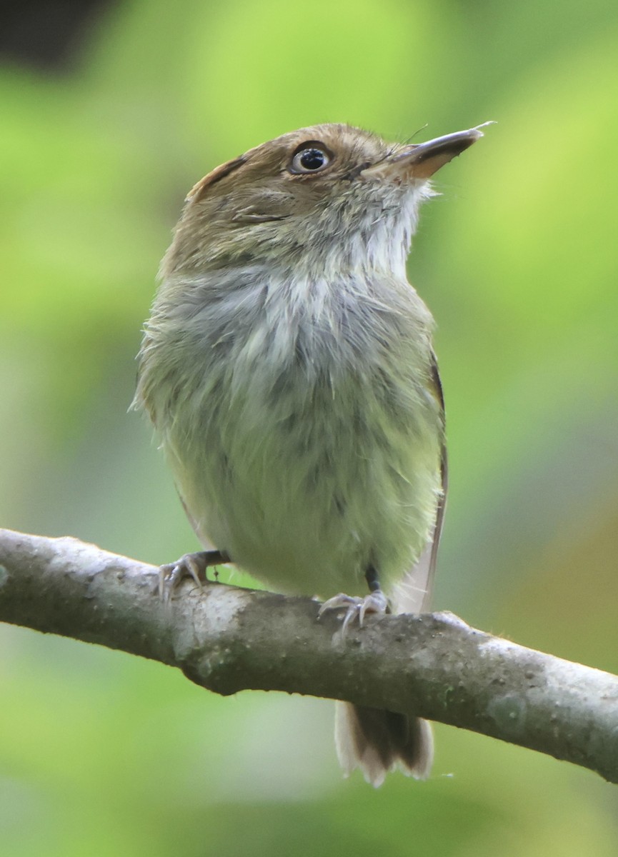 Scale-crested Pygmy-Tyrant - ML641365286