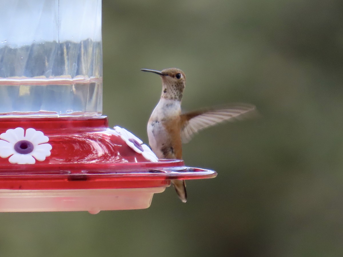 Rufous Hummingbird - ML641365297