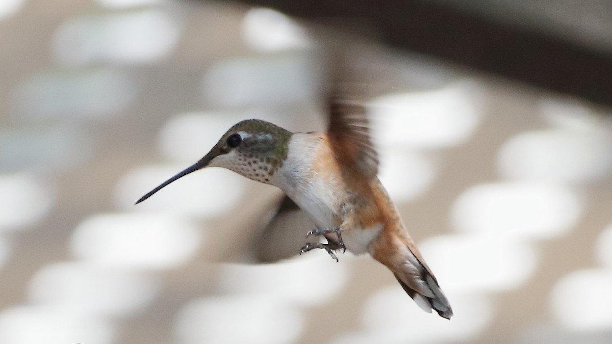 Rufous Hummingbird - ML641365298