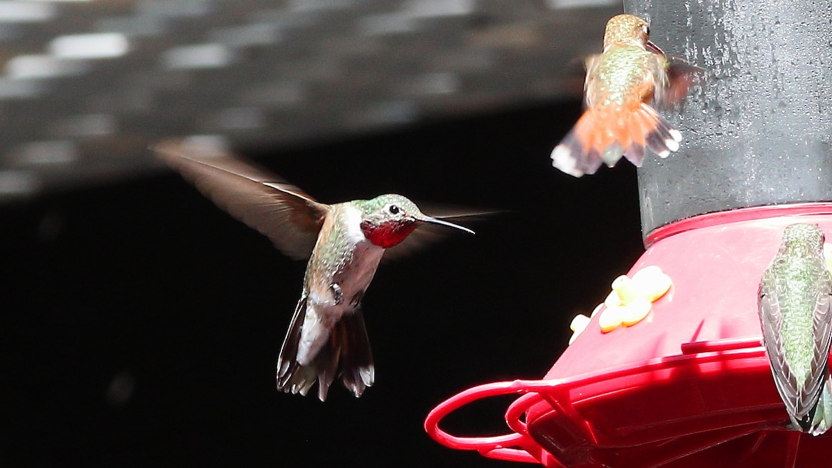 Rufous Hummingbird - ML641365299