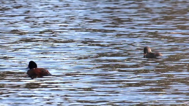 Blue-billed Duck - ML641365314