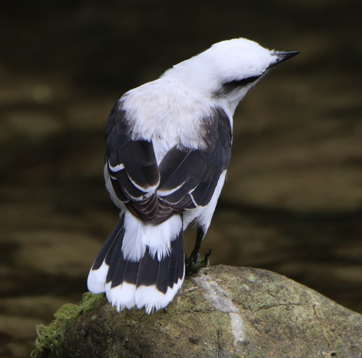 Masked Water-Tyrant - ML641365337