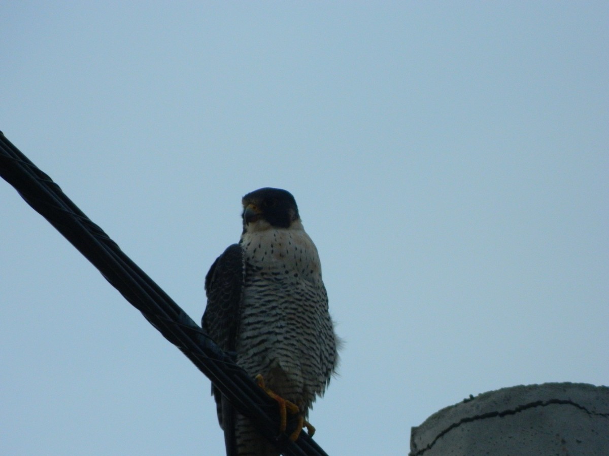 Peregrine Falcon - ML641365338