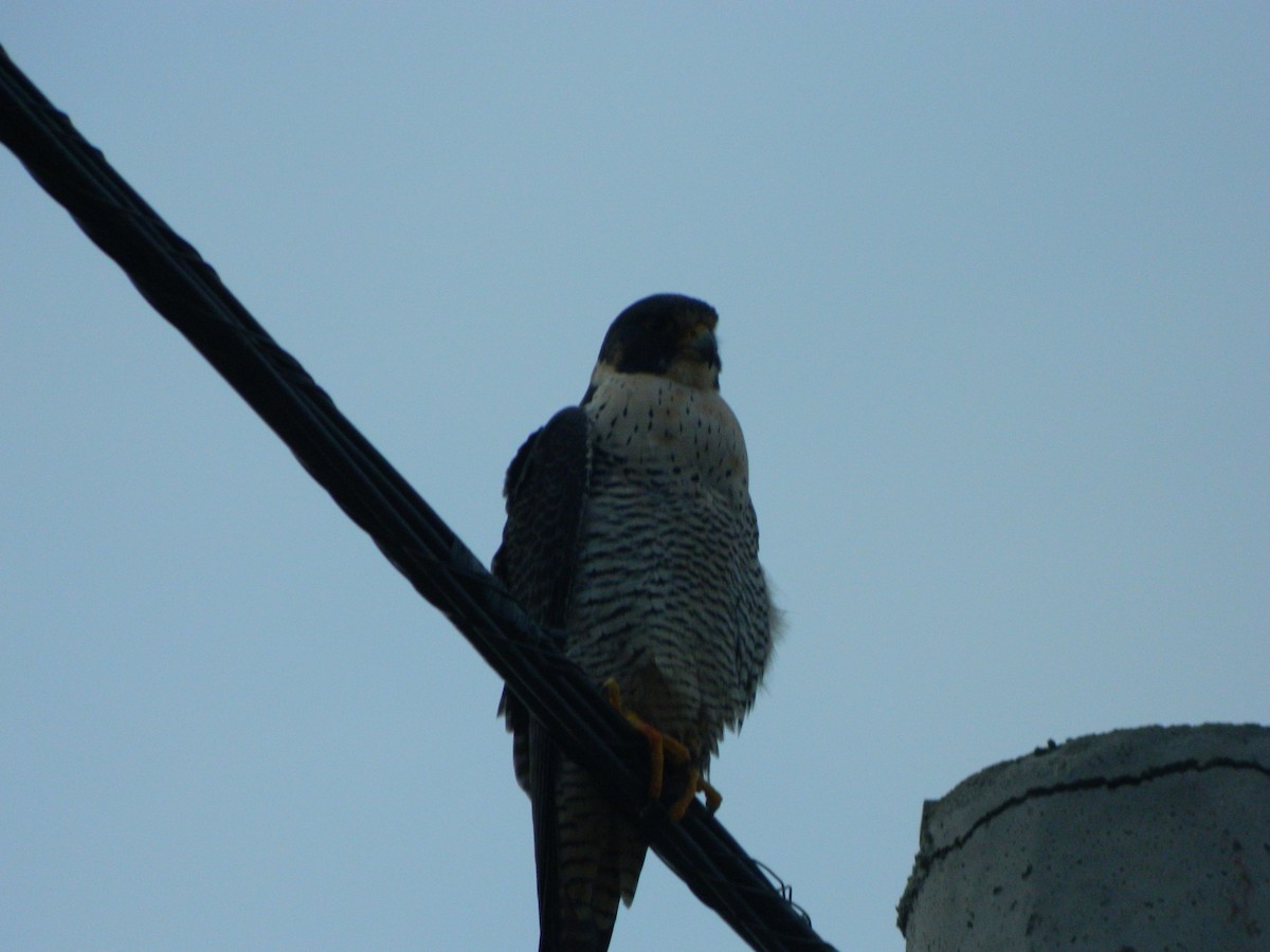 Peregrine Falcon - ML641365351