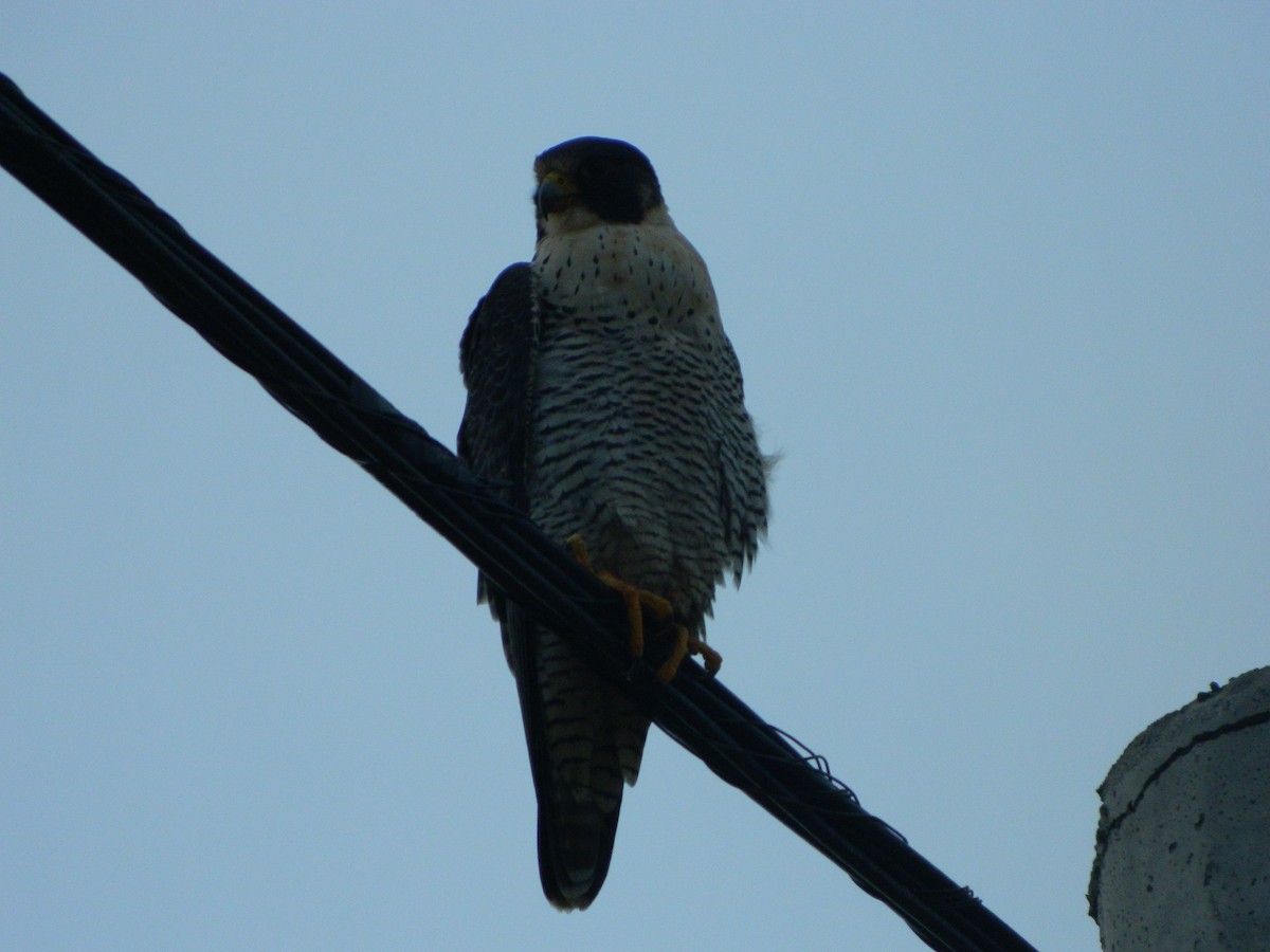 Peregrine Falcon - ML641365358