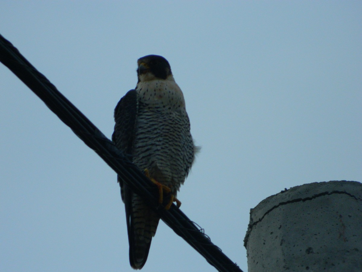 Peregrine Falcon - ML641365366