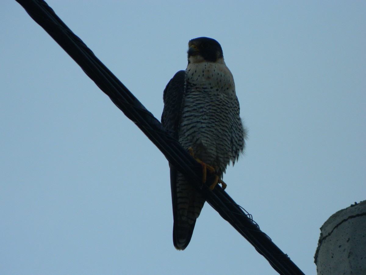 Peregrine Falcon - ML641365388