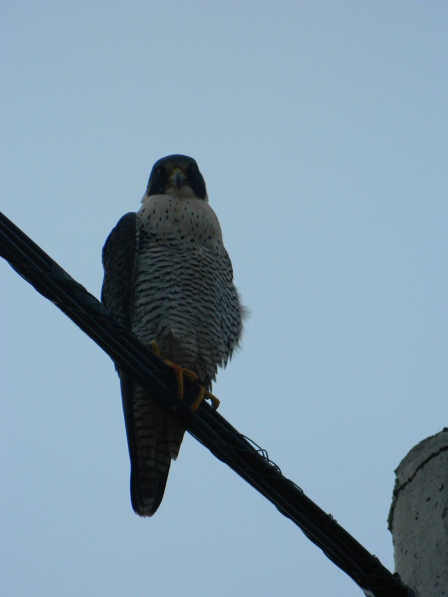Peregrine Falcon - ML641365391