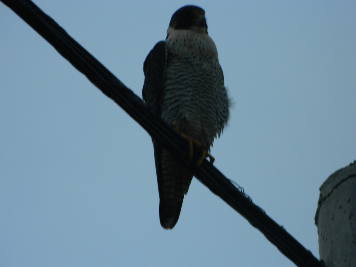 Peregrine Falcon - ML641365398