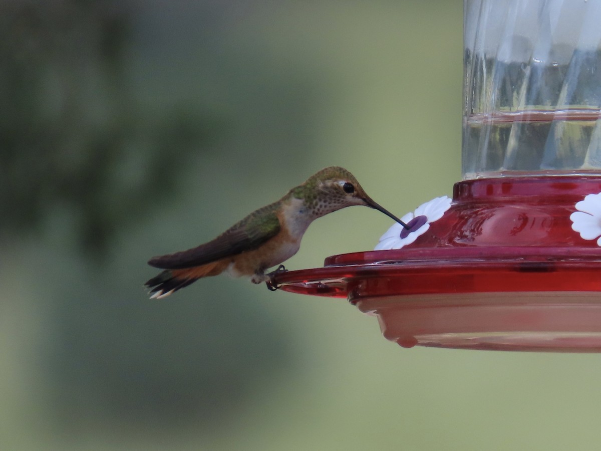 Rufous Hummingbird - ML641365425