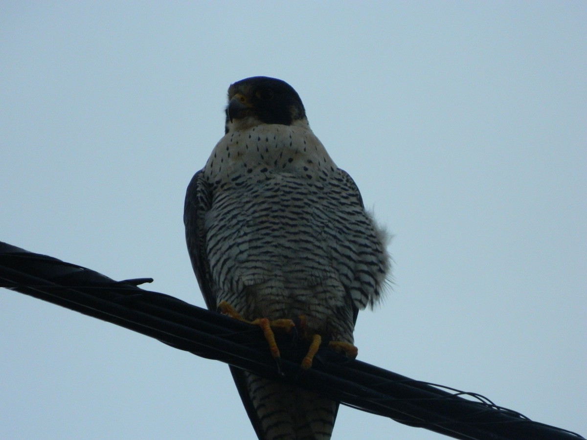 Peregrine Falcon - ML641365428