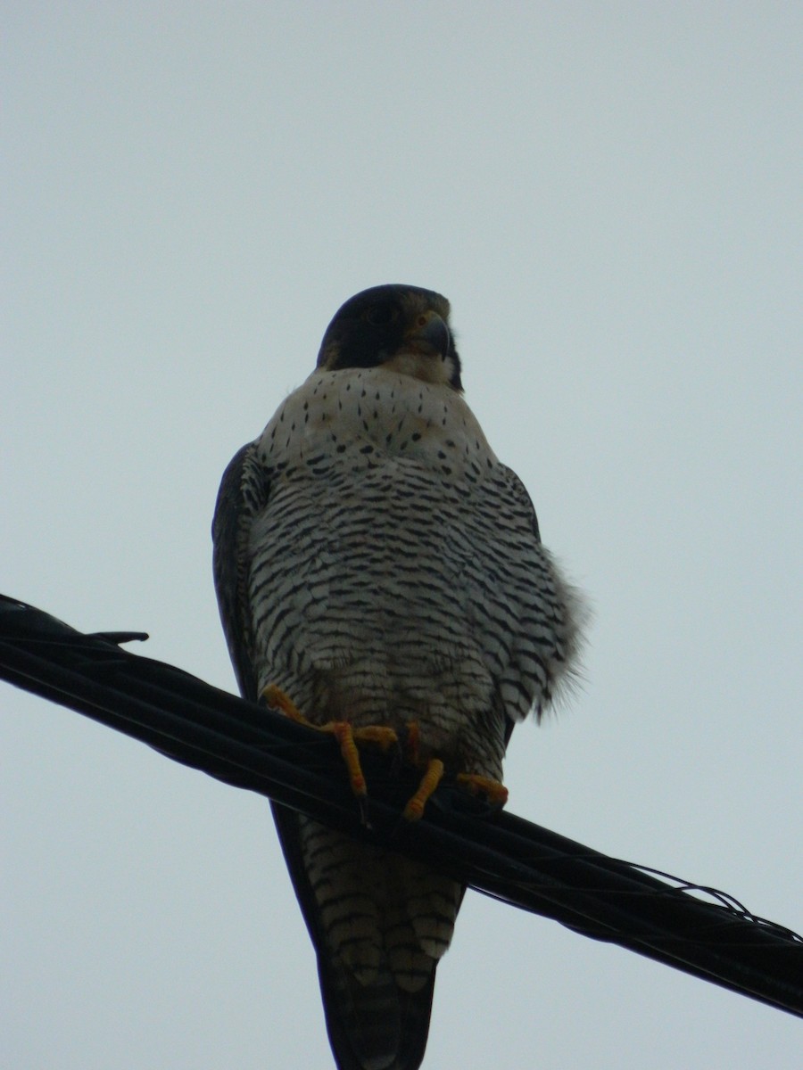 Peregrine Falcon - ML641365439
