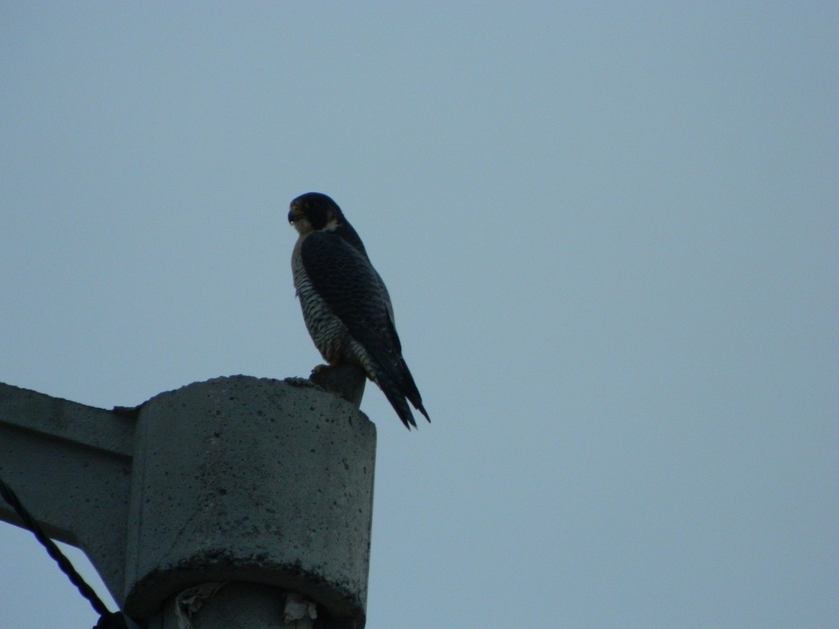 Peregrine Falcon - ML641365445