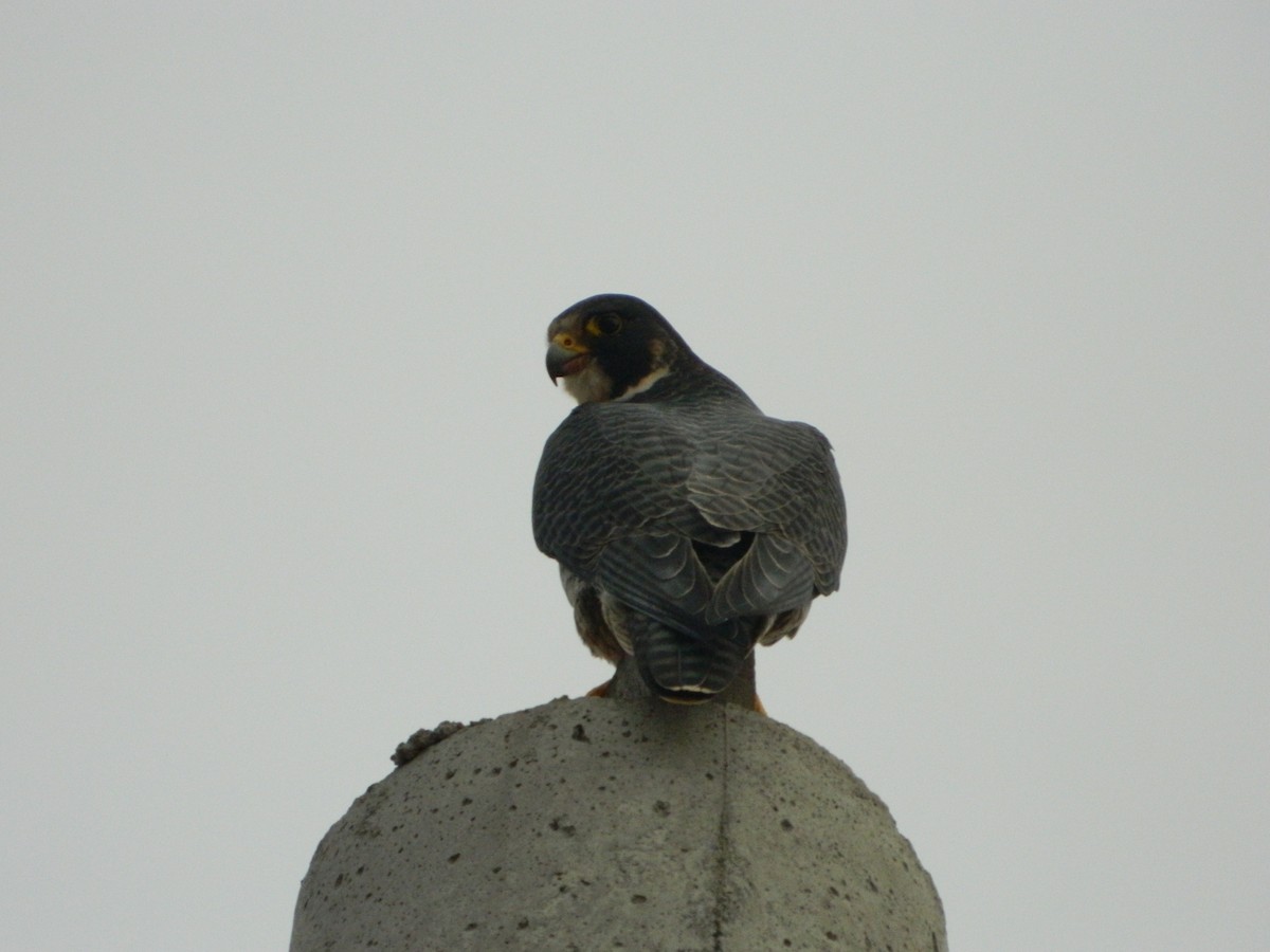 Peregrine Falcon - ML641365451