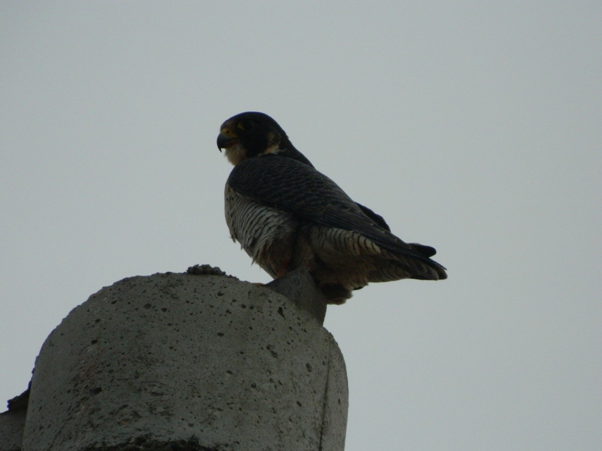 Peregrine Falcon - ML641365452