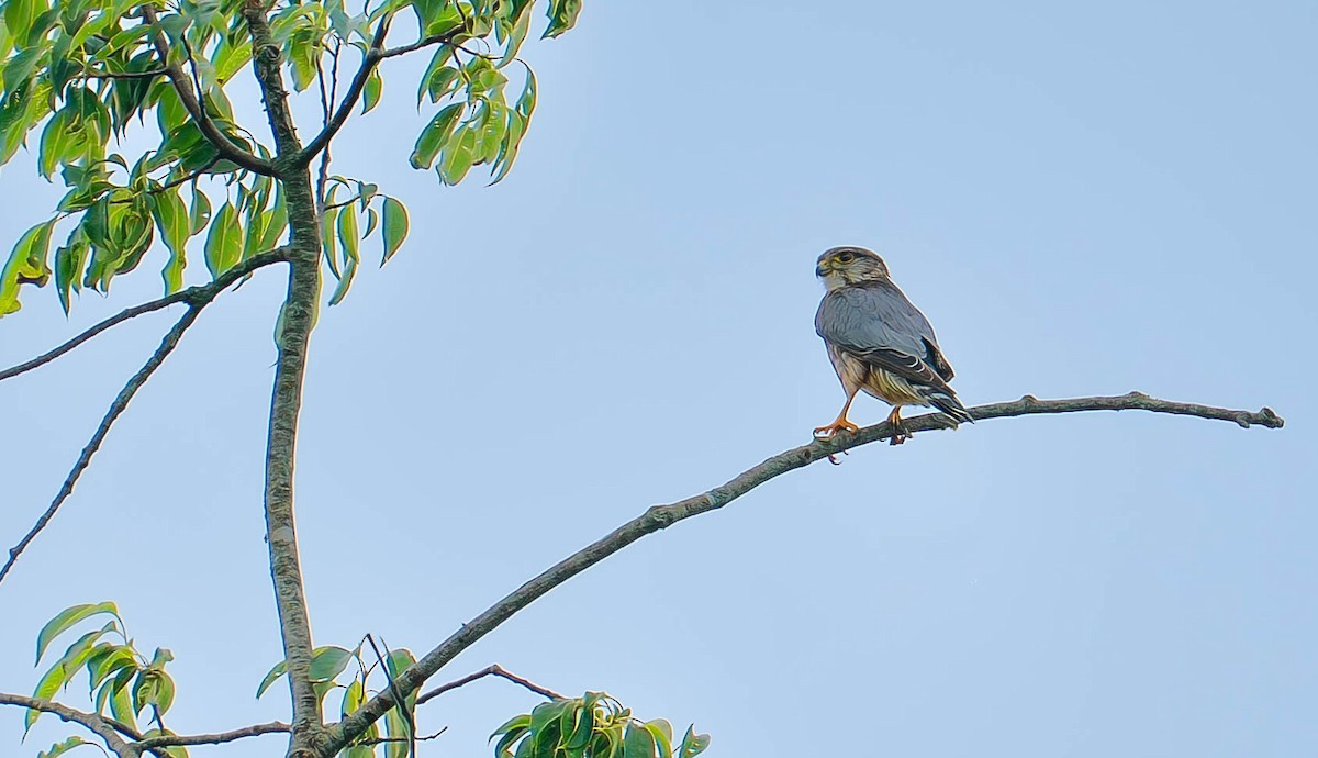 Merlin - ML641365489