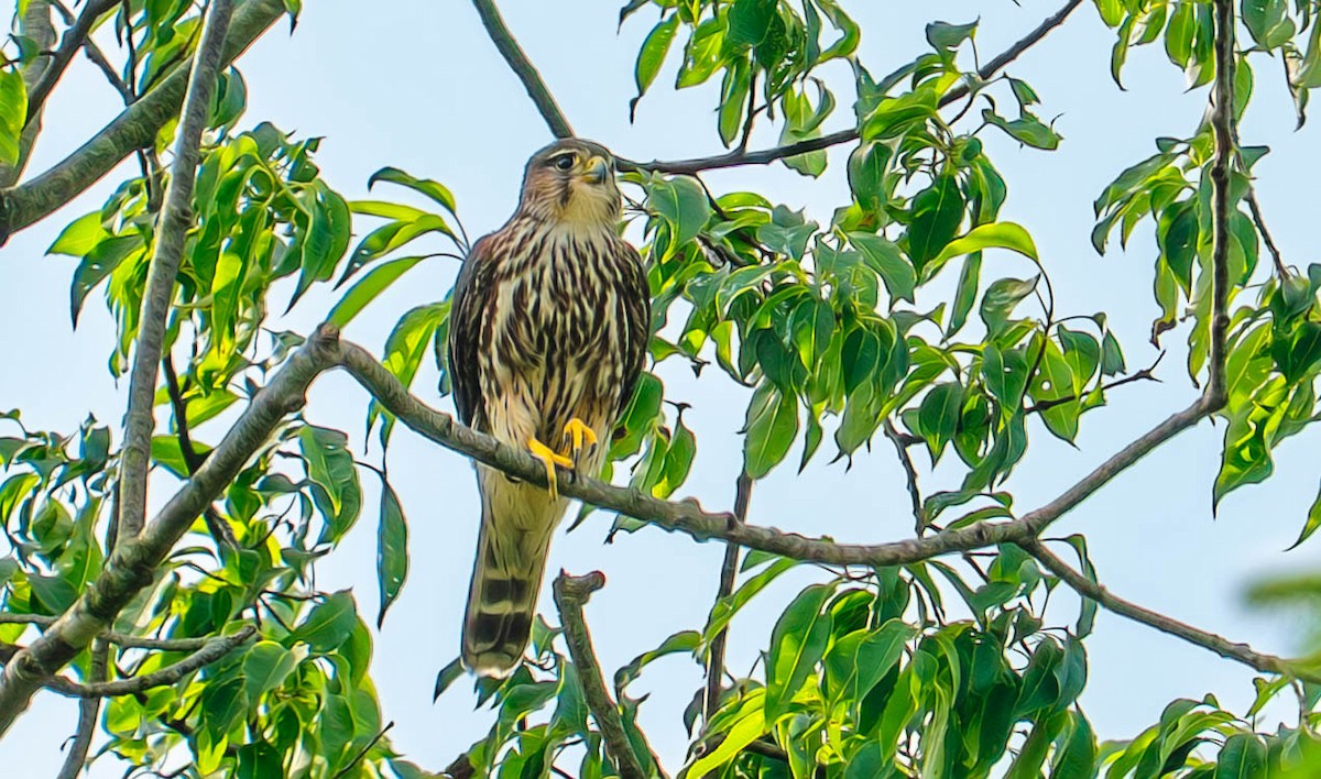 Merlin - ML641365490