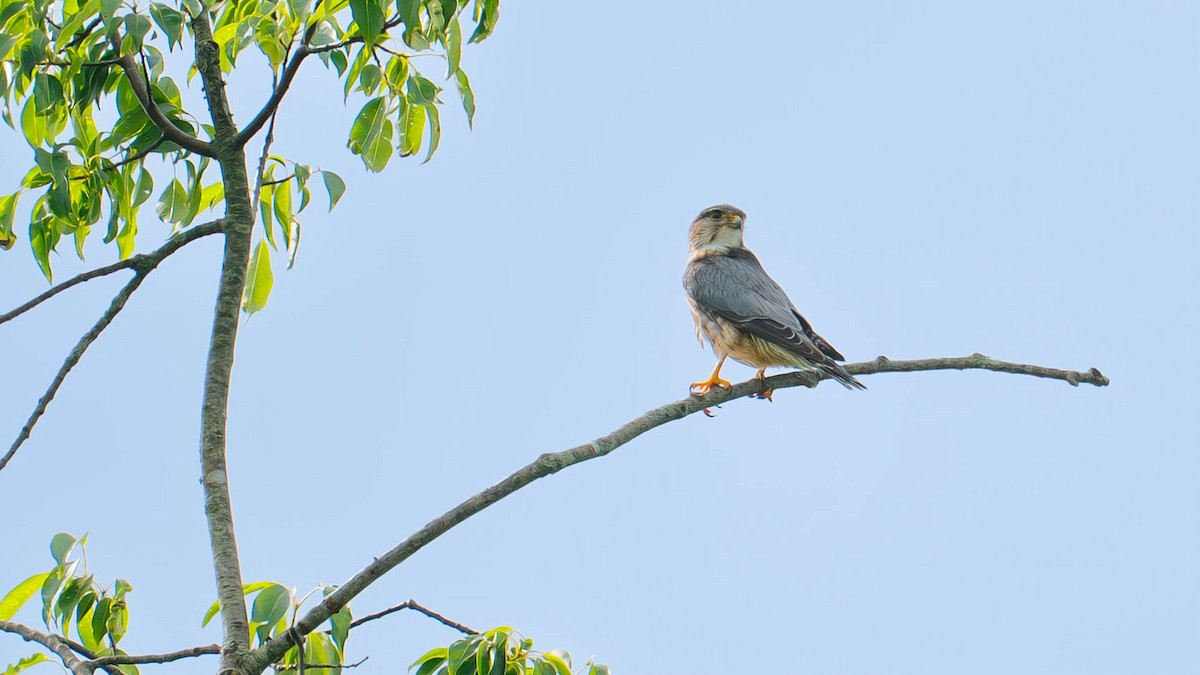 Merlin - ML641365491