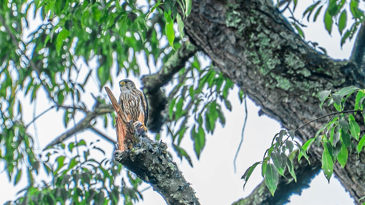 Merlin - ML641365492