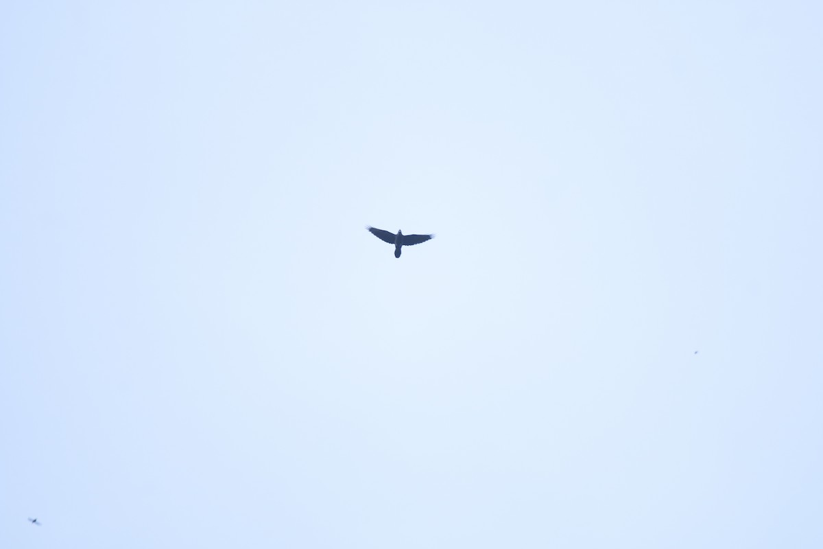 Common Raven - ML641365515
