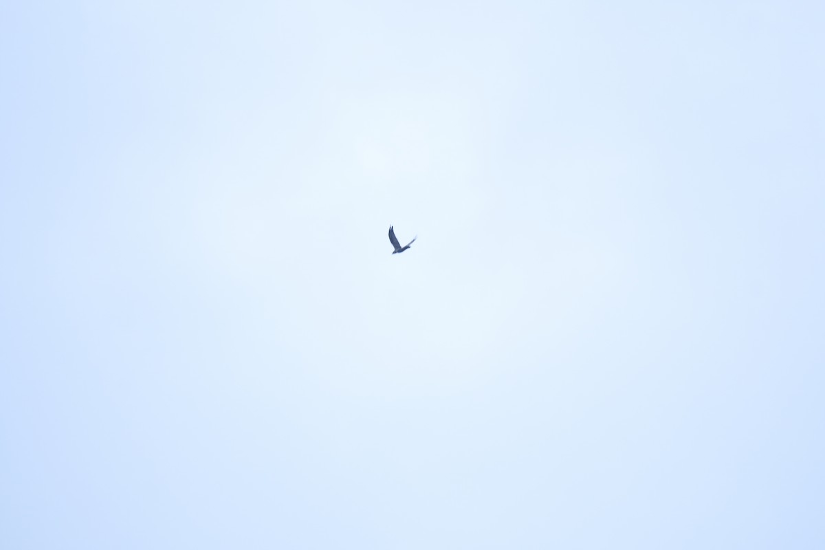Common Raven - ML641365518