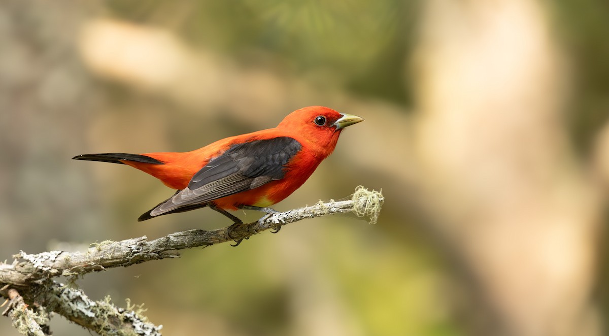 Scarlet Tanager - ML641365527