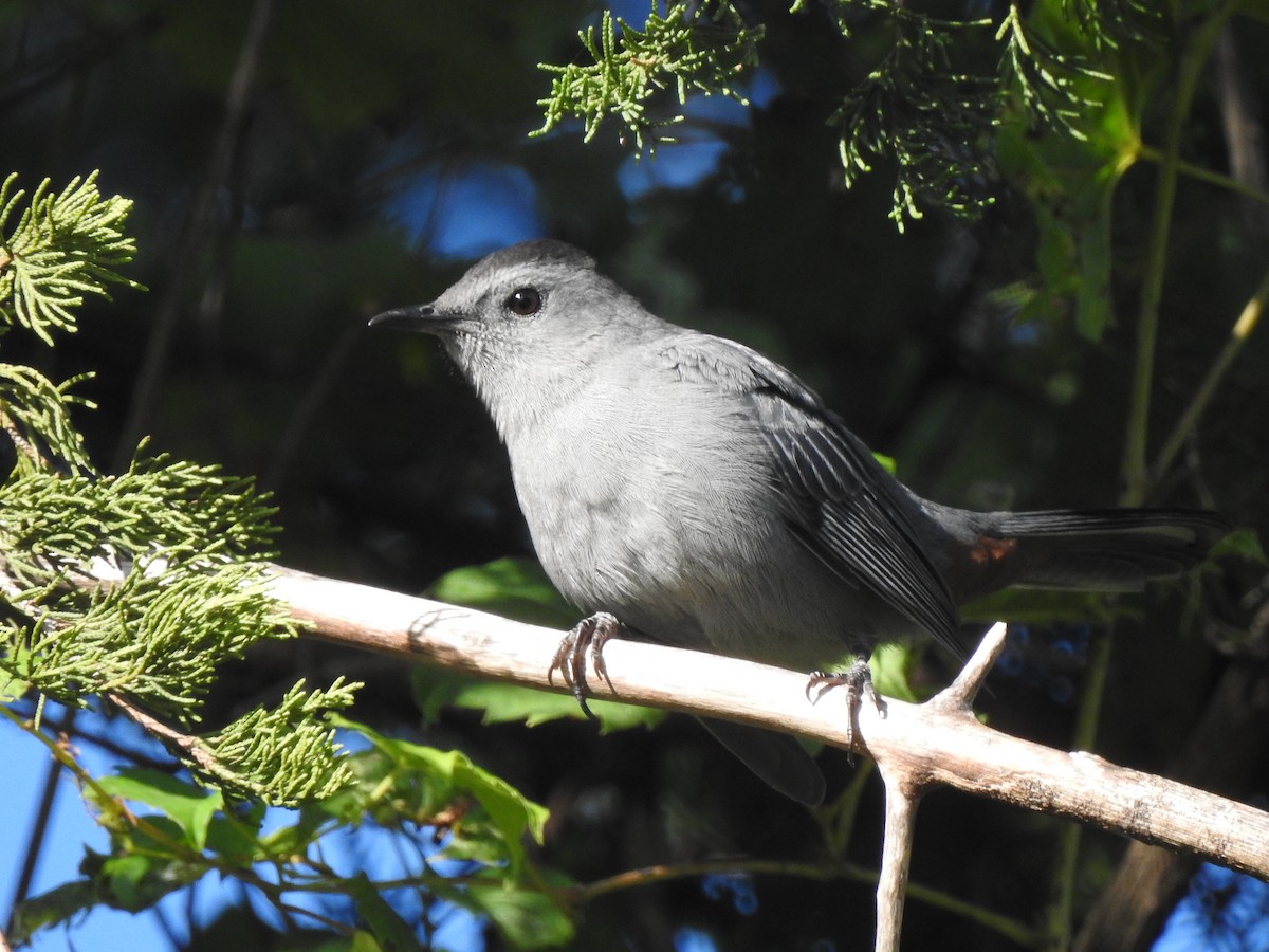 Gray Catbird - ML641365534