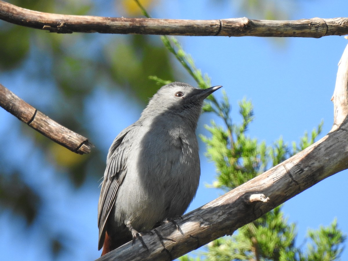 Gray Catbird - ML641365537