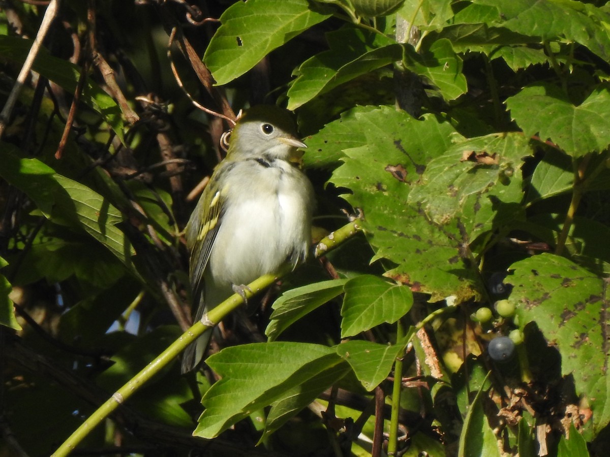 Chestnut-sided Warbler - ML641365547