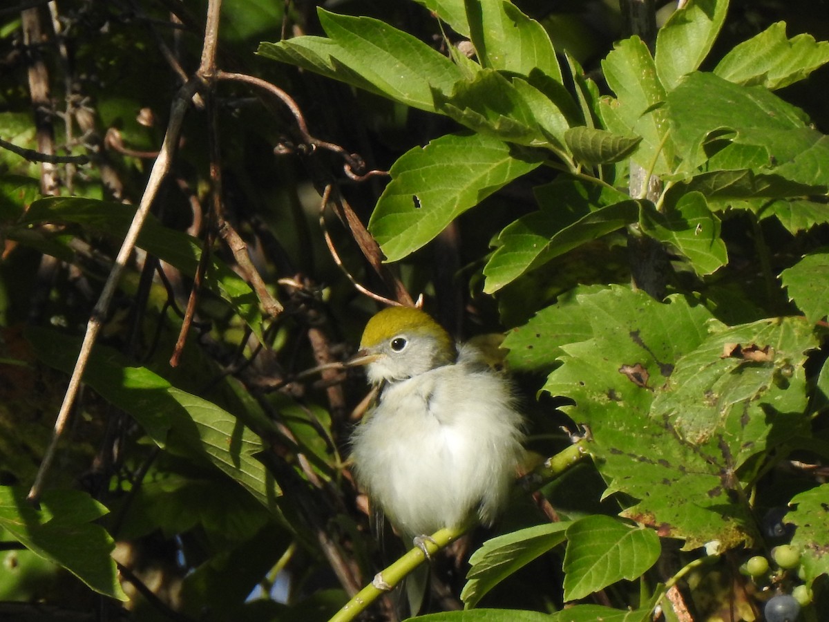 Chestnut-sided Warbler - ML641365548