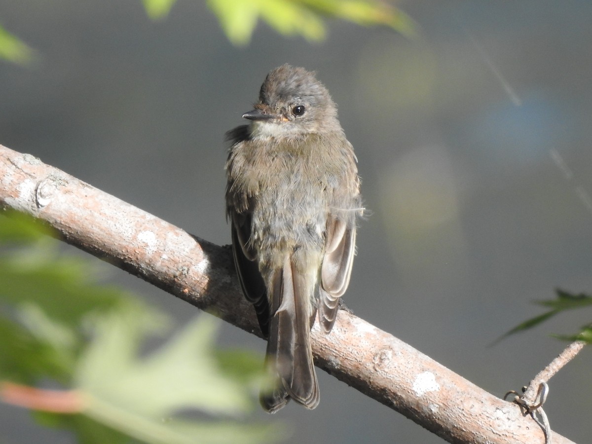 Eastern Phoebe - ML641365555