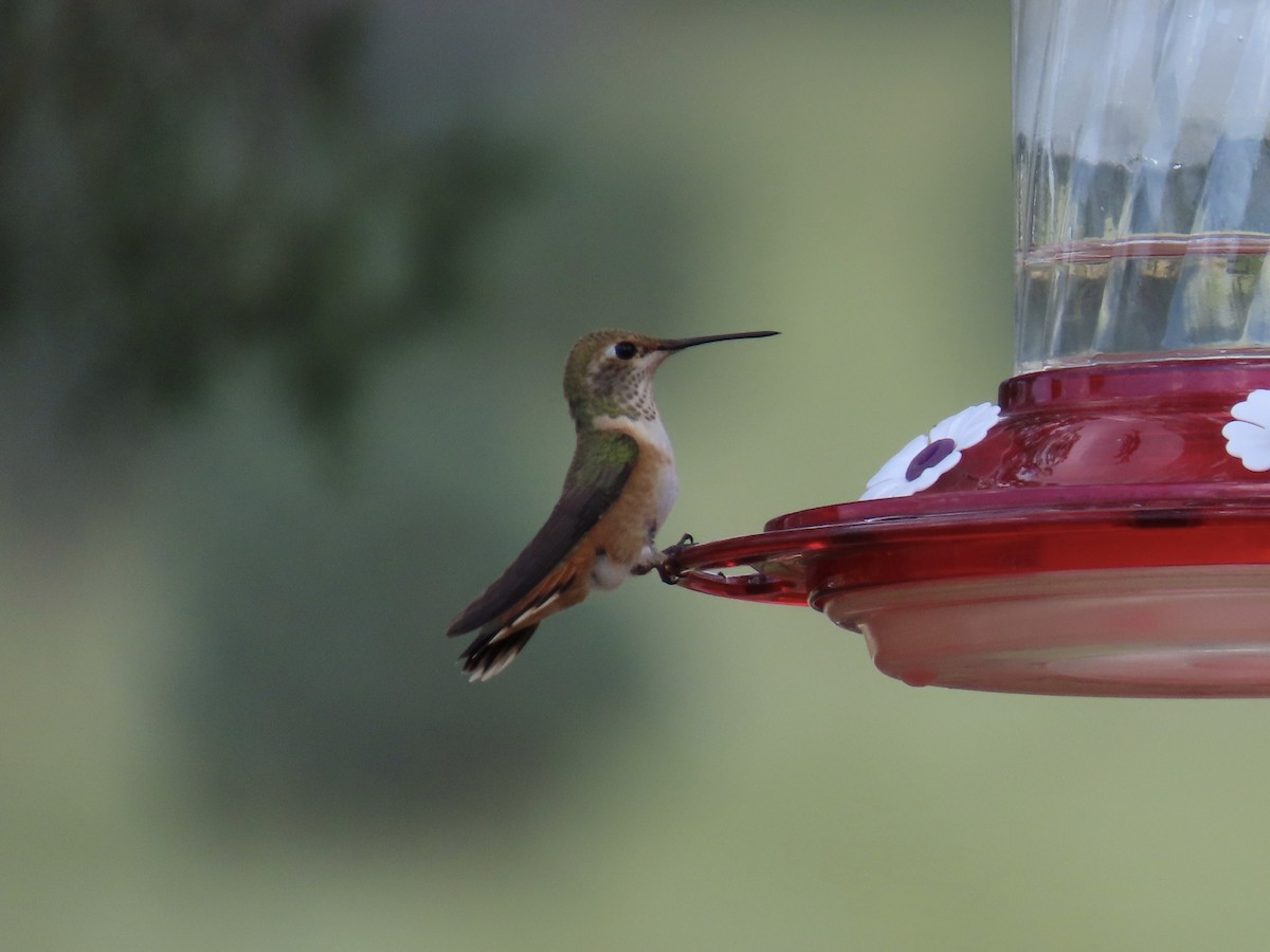 Rufous Hummingbird - ML641365583