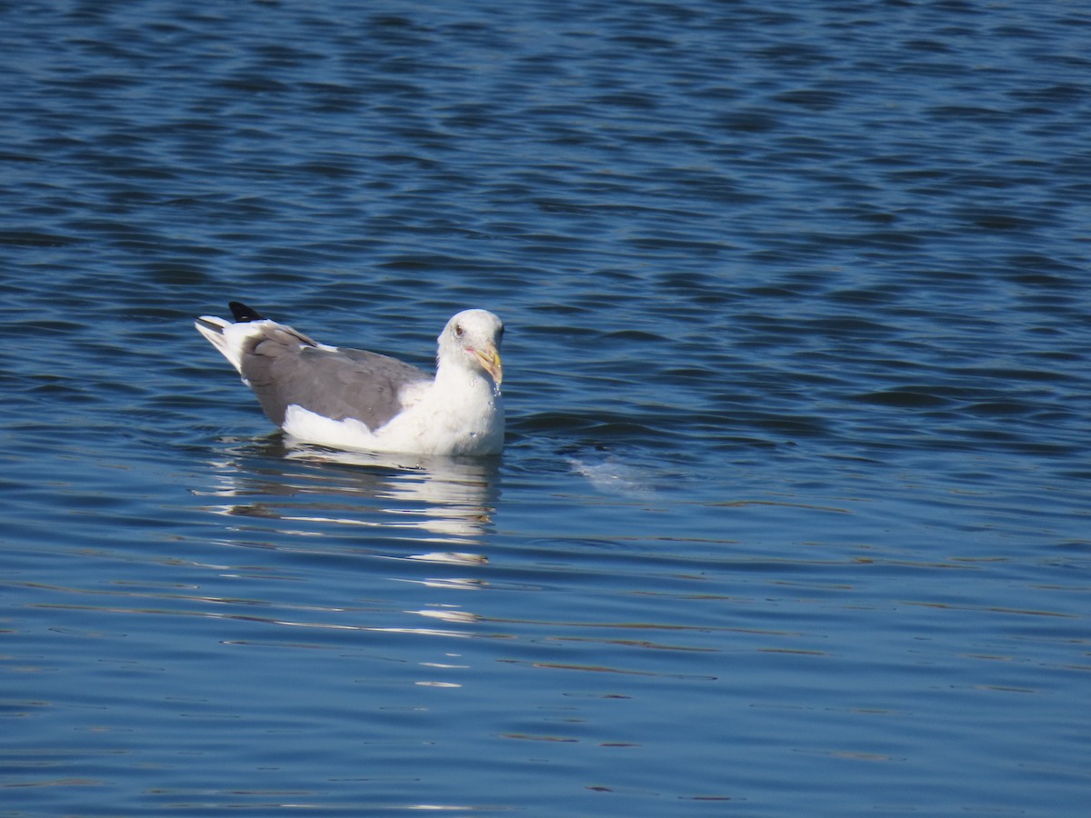 Western Gull - ML641365589