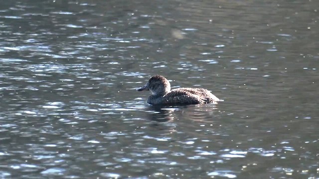Blue-billed Duck - ML641365598