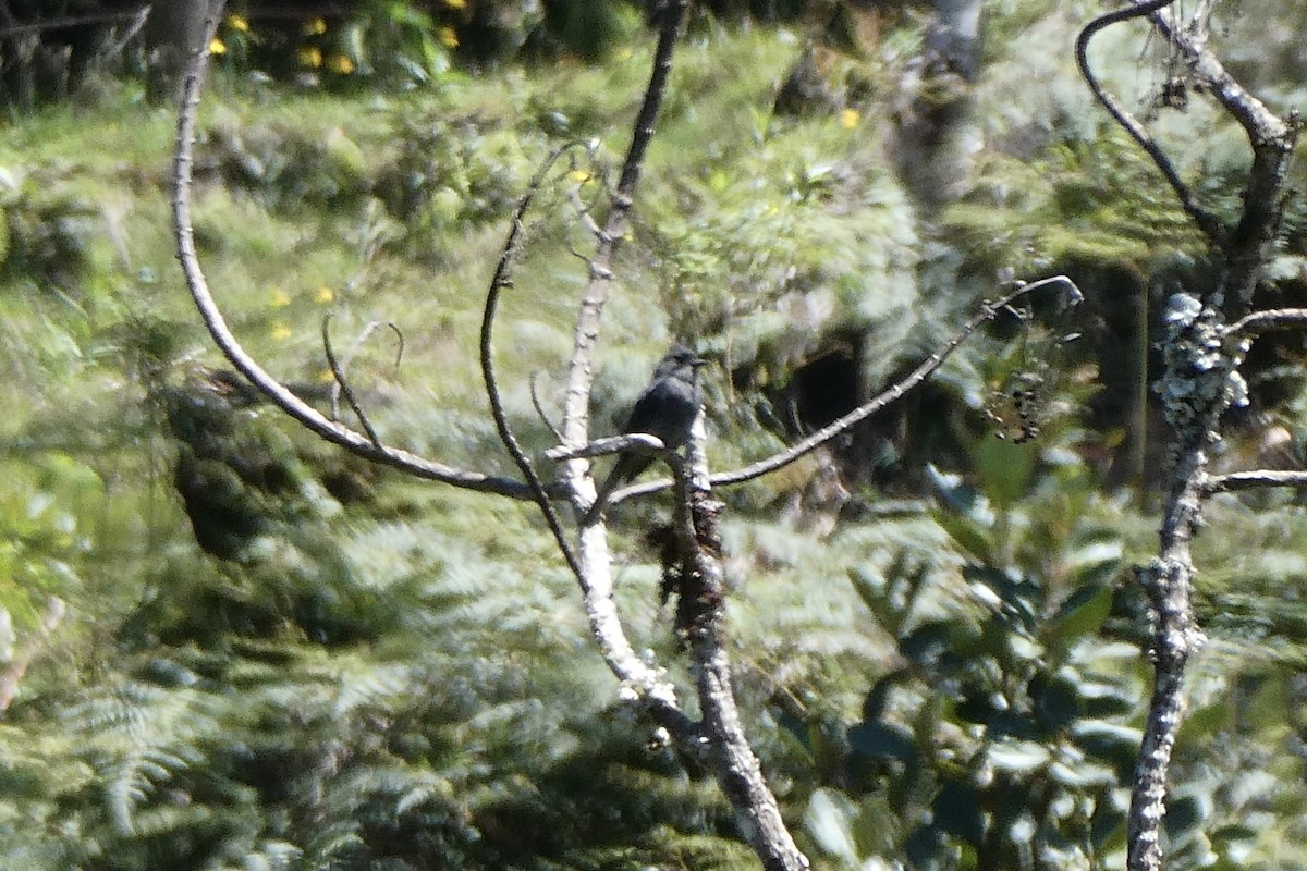 Smoke-colored Pewee - ML641365601