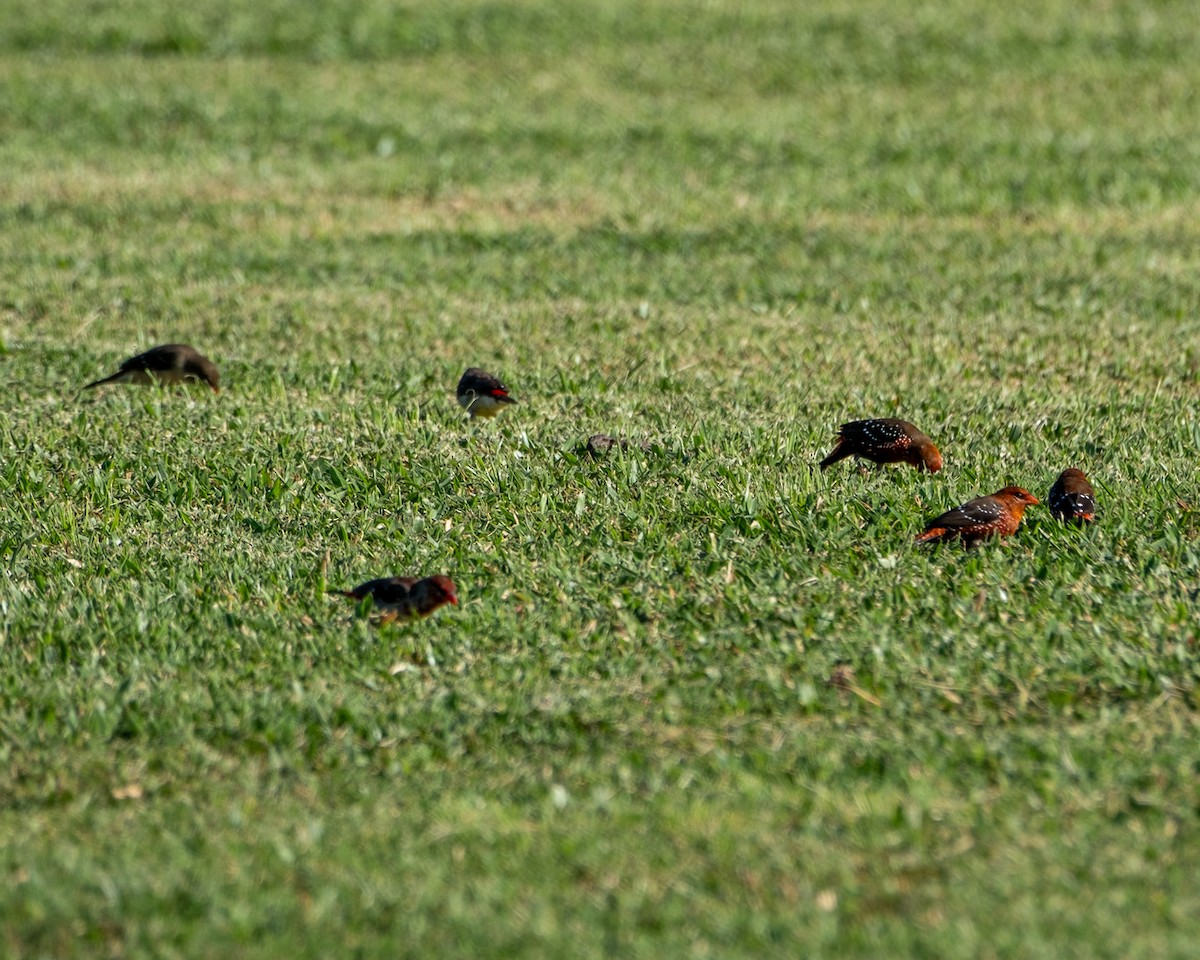 Red Avadavat - ML641365605
