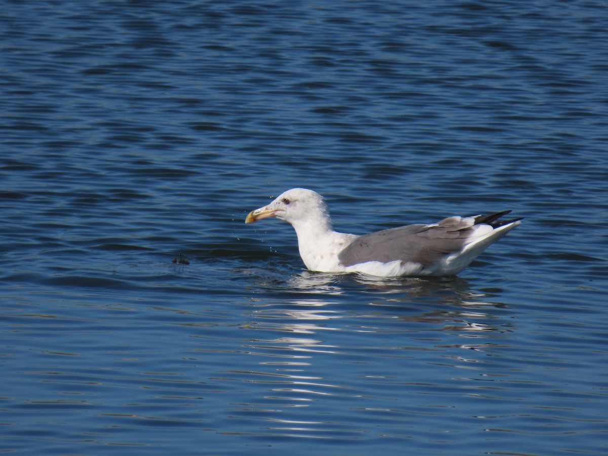 Western Gull - ML641365606
