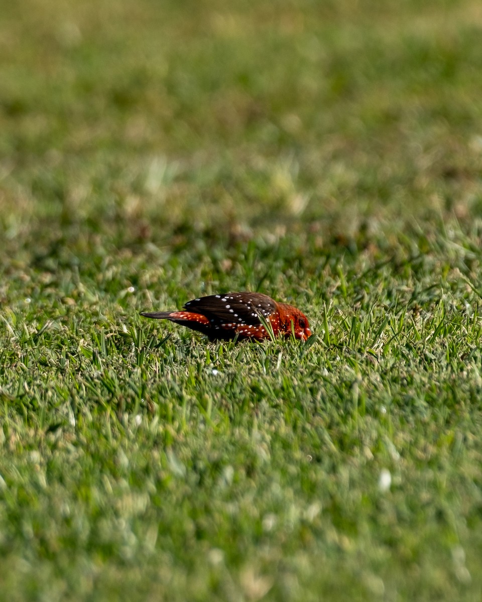 Red Avadavat - ML641365622