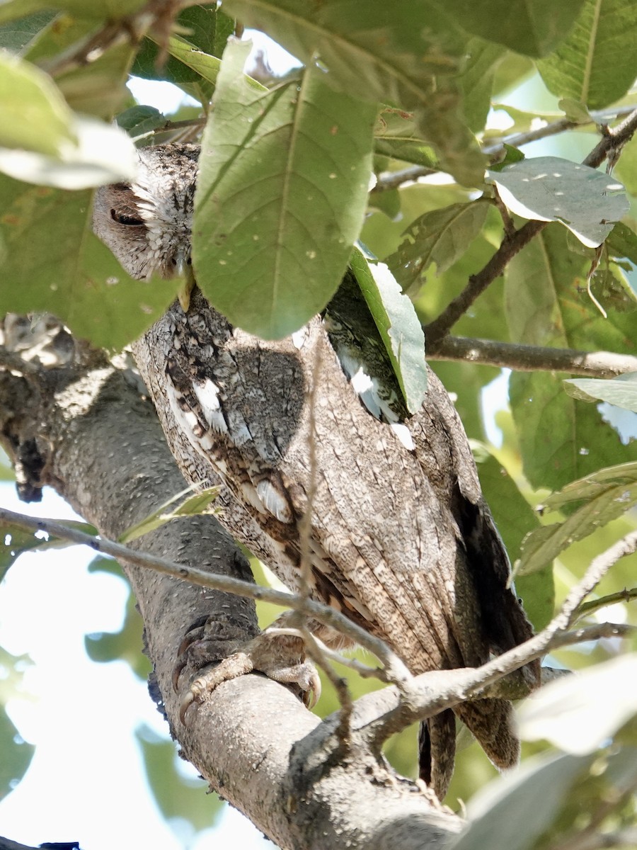 Pacific Screech-Owl - ML641365630