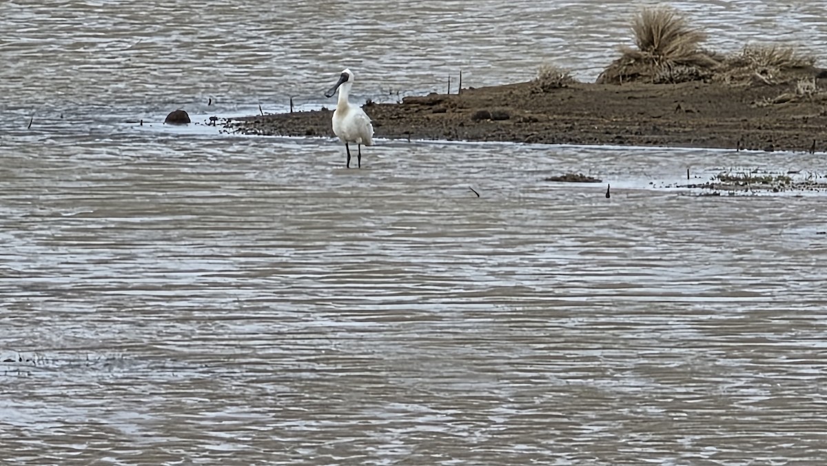 Royal Spoonbill - ML641365650