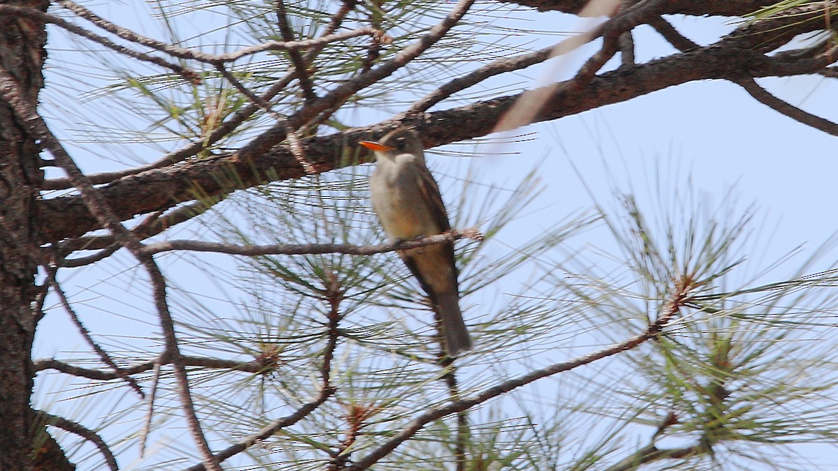 Greater Pewee - ML641365655