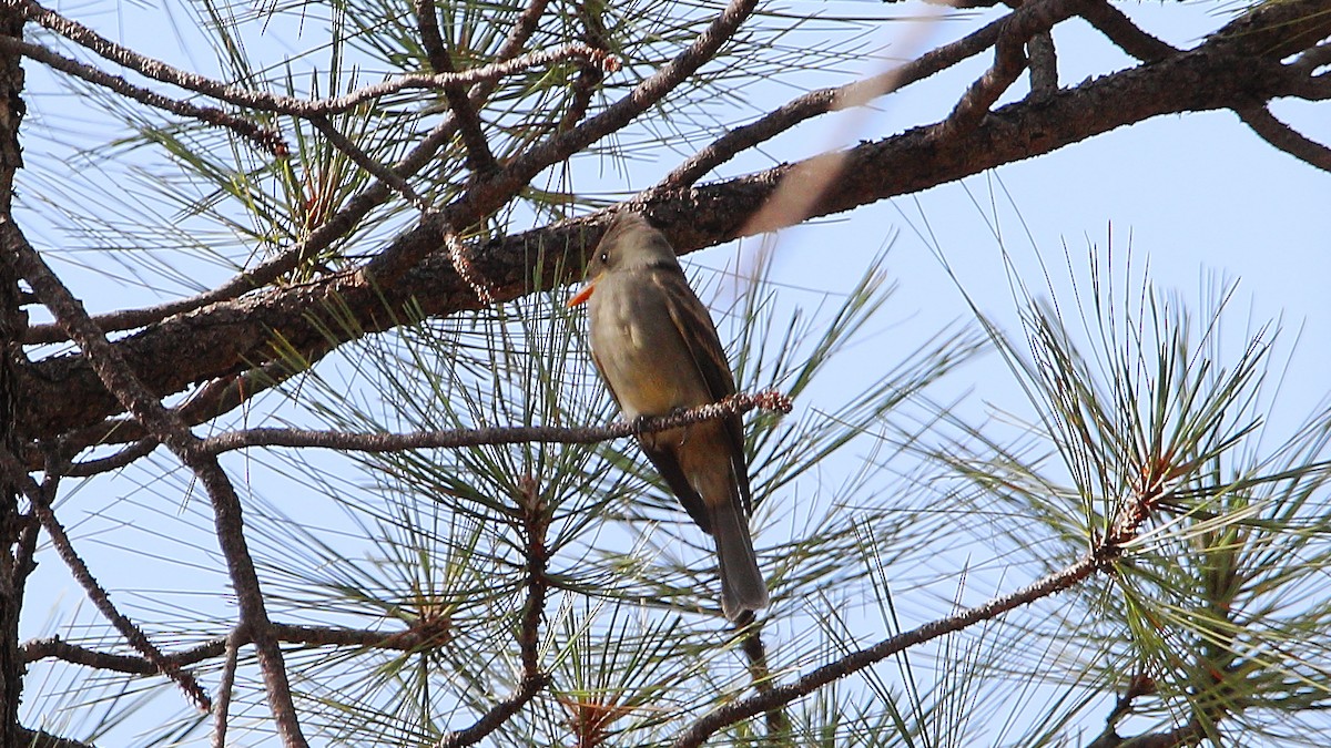 Greater Pewee - ML641365656