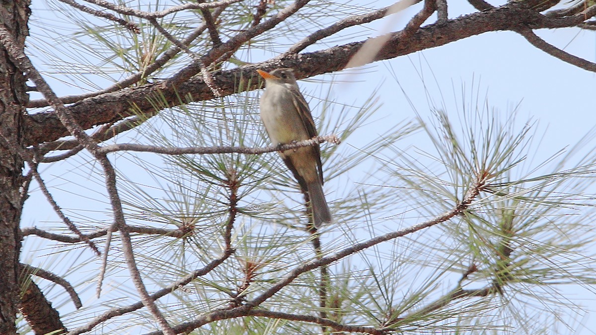 Greater Pewee - ML641365657
