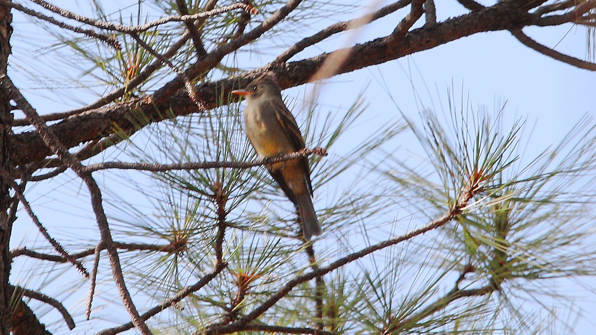 Greater Pewee - ML641365658