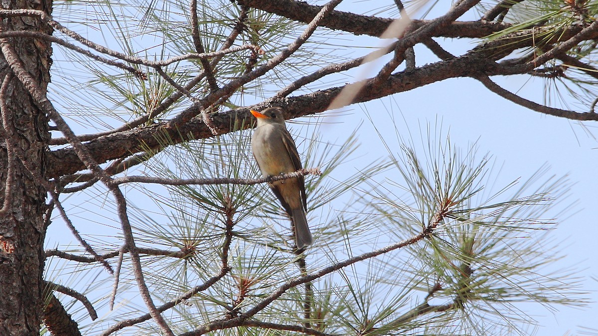 Greater Pewee - ML641365660