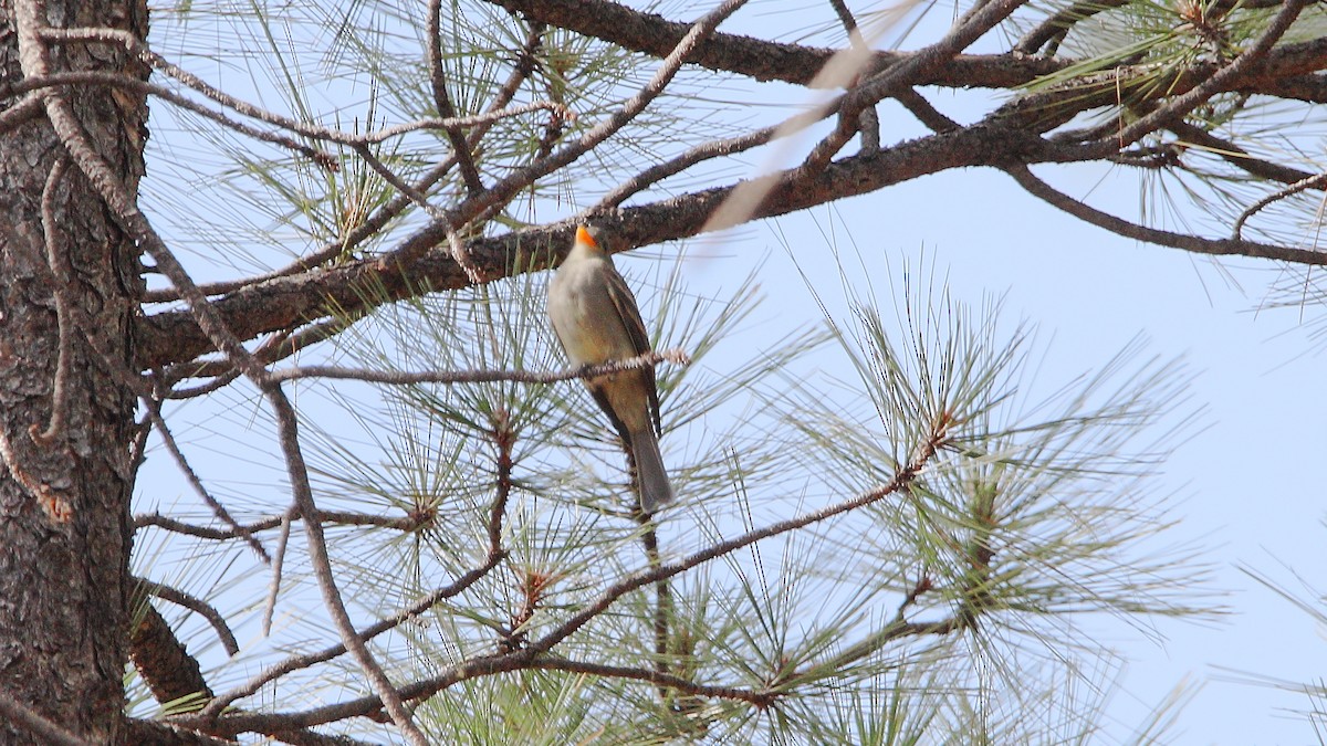Greater Pewee - ML641365661